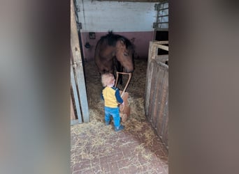 New Forest, Castrone, 5 Anni, 135 cm, Baio