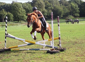 New Forest, Castrone, 5 Anni, 154 cm, Sauro scuro