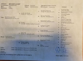 New Forest, Castrone, 6 Anni, 146 cm, Baio