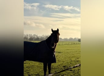 New Forest, Castrone, 6 Anni, 147 cm, Baio