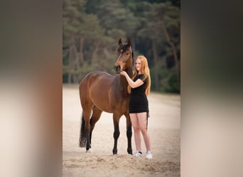 New Forest, Castrone, 6 Anni, 147 cm, Baio