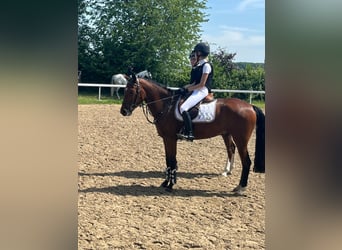 New Forest, Castrone, 6 Anni, 149 cm, Baio