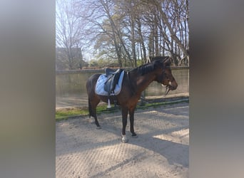New Forest, Castrone, 7 Anni, 141 cm, Baio