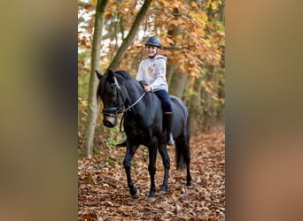 New Forest, Castrone, 8 Anni, 142 cm, Baio nero