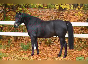 New Forest, Castrone, 8 Anni, 142 cm, Baio nero