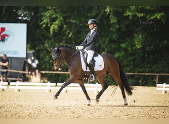 New Forest, Castrone, 8 Anni, 143 cm, Baio