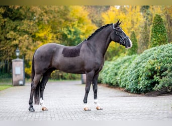 New Forest, Castrone, 8 Anni, 146 cm, Morello