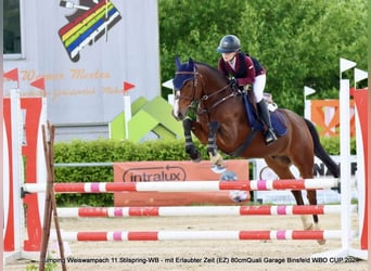 New Forest, Castrone, 9 Anni, 144 cm, Baio
