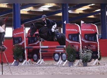 New Forest, Castrone, 9 Anni, 146 cm, Baio scuro