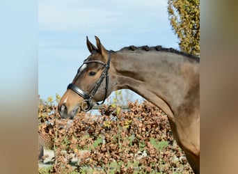 New Forest, Giumenta, 11 Anni, 147 cm, Baio scuro