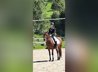 New Forest, Giumenta, 12 Anni, 148 cm, Baio