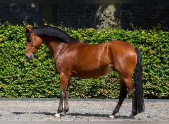 New Forest, Giumenta, 13 Anni, 146 cm, Baio