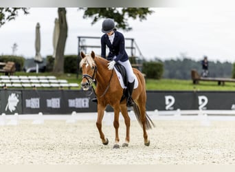 New Forest, Giumenta, 13 Anni, 146 cm, Sauro