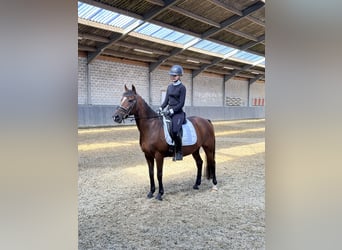 New Forest, Giumenta, 14 Anni, 146 cm, Baio