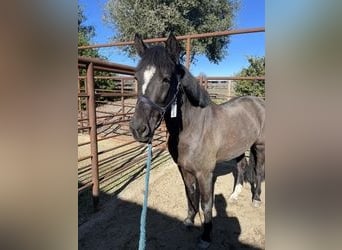 New Forest, Giumenta, 15 Anni, 142 cm, Morello