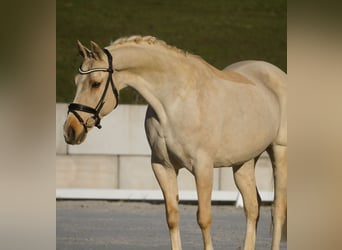 New Forest, Giumenta, 15 Anni, 158 cm, Palomino