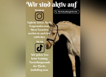 New Forest, Giumenta, 16 Anni, 158 cm, Palomino