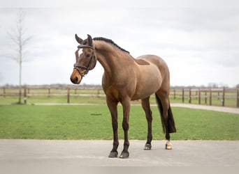 New Forest, Giumenta, 17 Anni, 147 cm, Baio