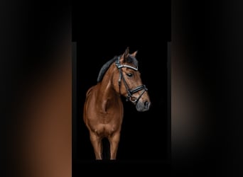 New Forest, Giumenta, 18 Anni, 145 cm, Baio