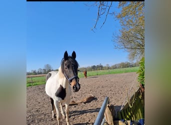 New Forest, Giumenta, 18 Anni, 152 cm, Pezzato