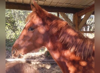 New Forest Mix, Giumenta, 1 Anno, 148 cm, Sauro