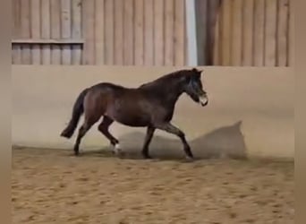 New Forest, Giumenta, 2 Anni, Baio