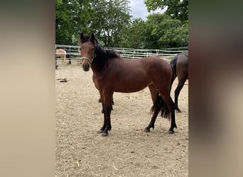 New Forest, Giumenta, 3 Anni, 136 cm, Baio