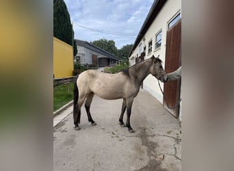New Forest, Giumenta, 3 Anni, 140 cm, Pelle di daino