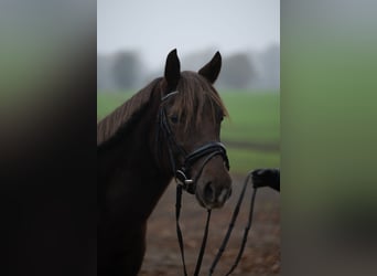 New Forest, Giumenta, 3 Anni, 140 cm, Sauro scuro