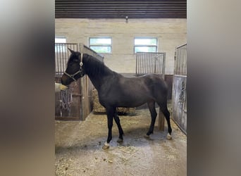 New Forest, Giumenta, 3 Anni, 141 cm, Pelle di daino