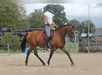 New Forest Mix, Giumenta, 3 Anni, 155 cm, Baio