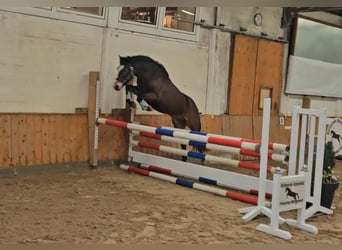 New Forest, Giumenta, 3 Anni, Baio