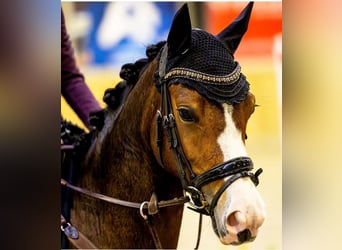 New Forest, Giumenta, 5 Anni, 136 cm, Baio