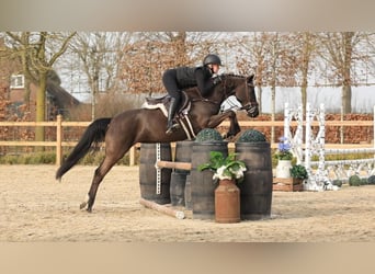 New Forest, Giumenta, 5 Anni, 145 cm, Morello