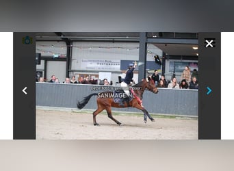 New Forest, Giumenta, 6 Anni, 136 cm, Baio