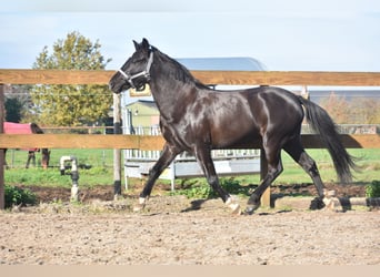 New Forest, Giumenta, 7 Anni, 138 cm, Morello