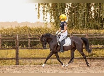 New Forest, Giumenta, 7 Anni, 138 cm, Morello