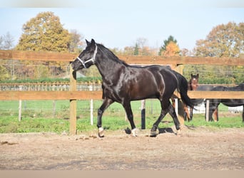 New Forest, Giumenta, 7 Anni, 138 cm, Morello