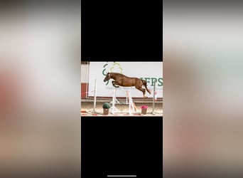 New Forest, Giumenta, 7 Anni, 147 cm, Sauro