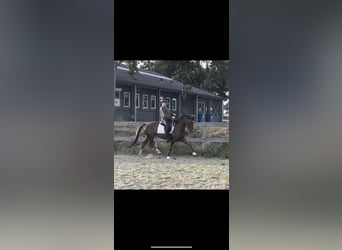 New Forest, Giumenta, 7 Anni, 147 cm, Sauro