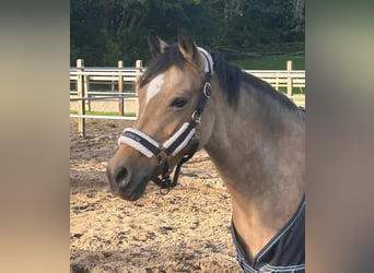 New Forest, Giumenta, 9 Anni, 144 cm, Pelle di daino