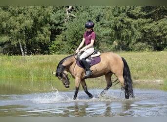 New Forest, Giumenta, 9 Anni, 144 cm, Pelle di daino