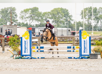 New Forest, Giumenta, 9 Anni, 144 cm, Pelle di daino