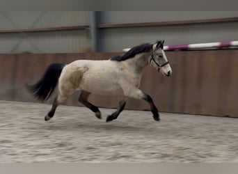 New Forest, Giumenta, 9 Anni, 146 cm, Falbo
