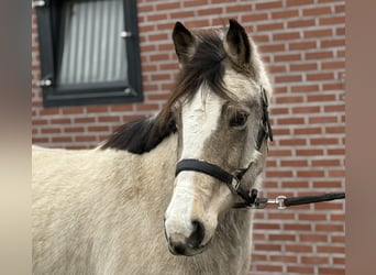 New Forest, Giumenta, 9 Anni, 146 cm, Falbo