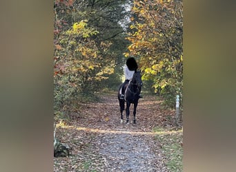 New Forest, Giumenta, 9 Anni, 148 cm, Baio nero