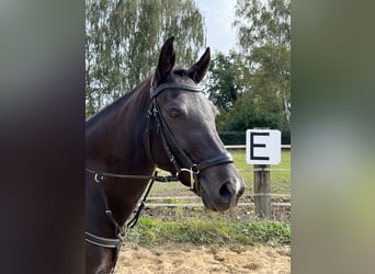 New Forest, Giumenta, 9 Anni, 148 cm, Baio nero