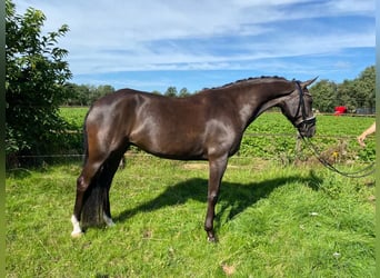 New Forest, Giumenta, 9 Anni, 148 cm, Baio nero