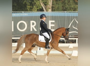 New Forest, Hingst, 15 år, 134 cm