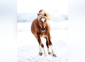 New Forest, Hingst, 15 år, 134 cm